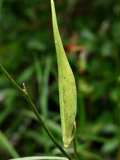 {Asclepias lanceolata}
